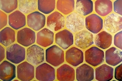 Honeycomb_Judi-Harvest